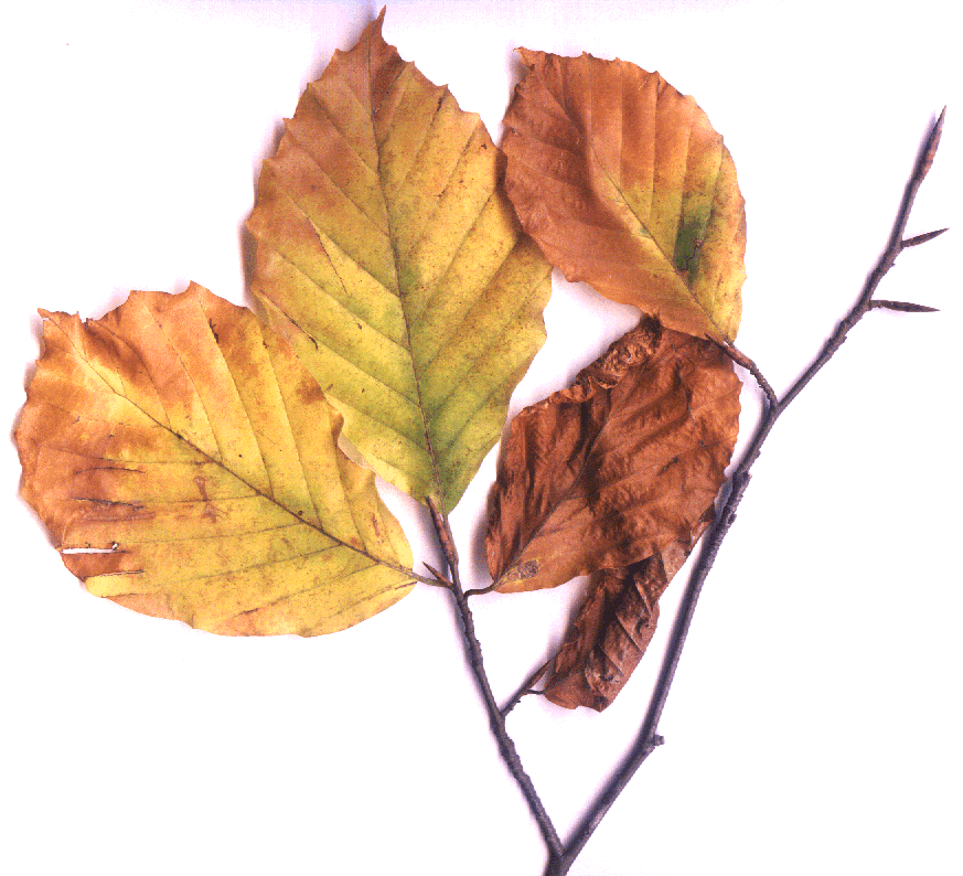 Fagus sylvatica-Buche.gif